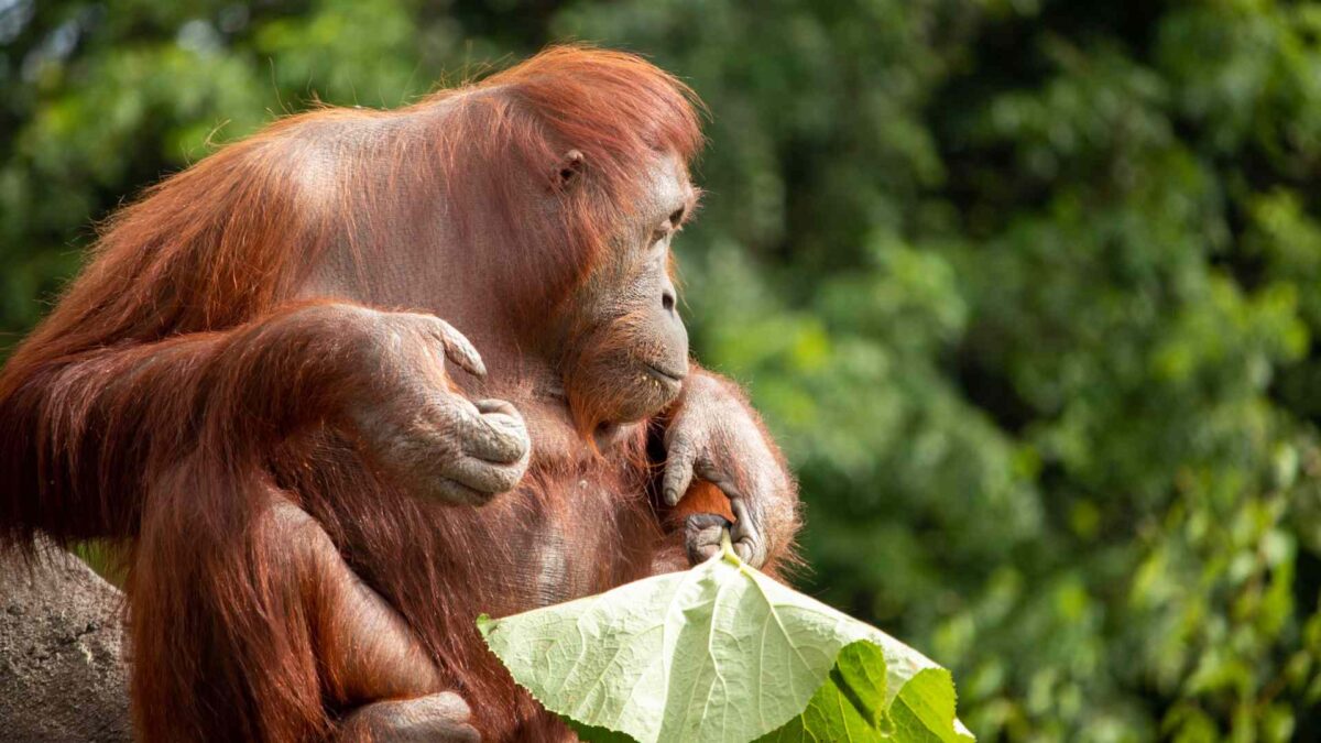 Orangatan-1200x675 Bornean orangutan Miri makes Dublin debut