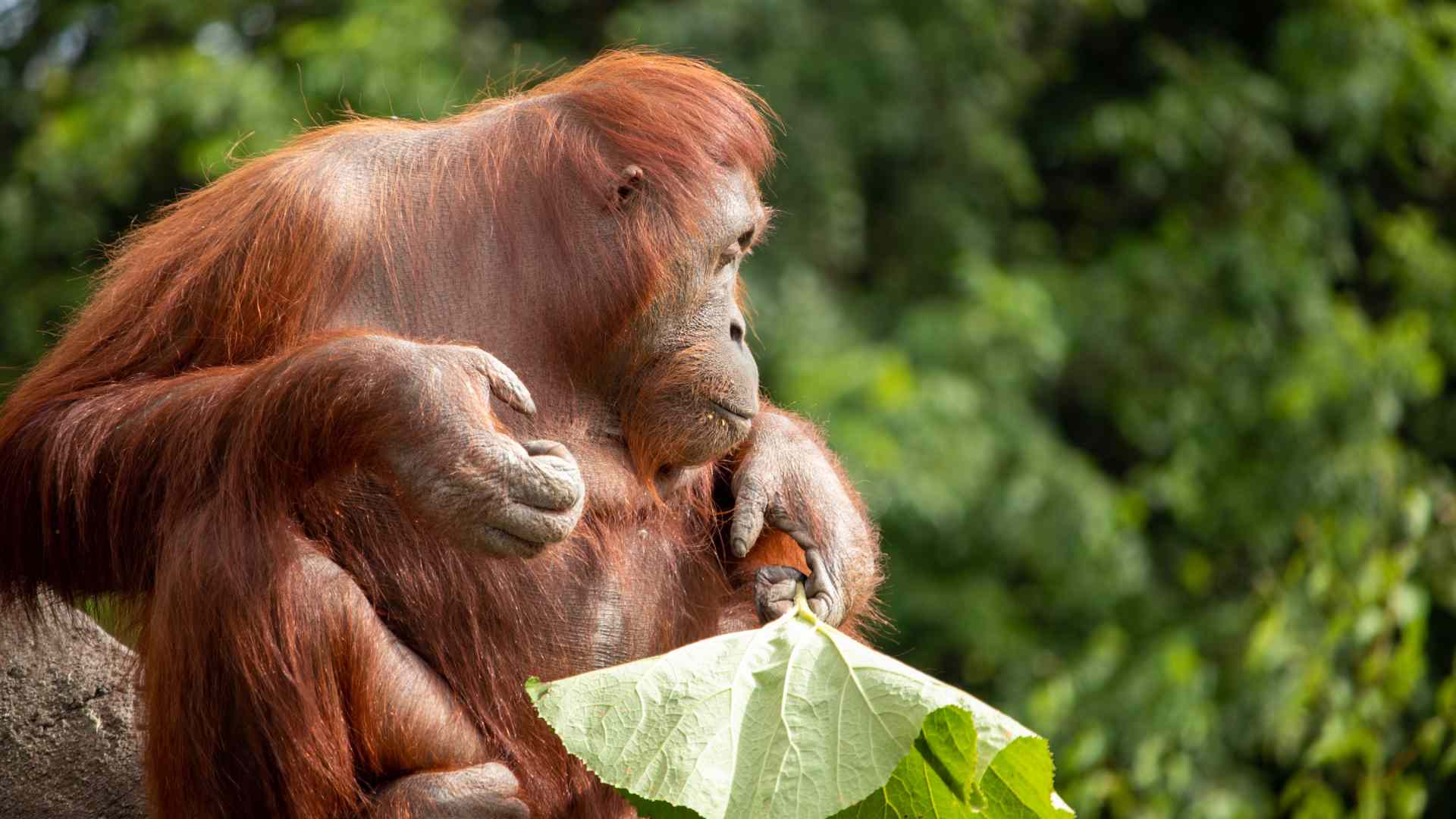 Orangutan Dublin Zoo