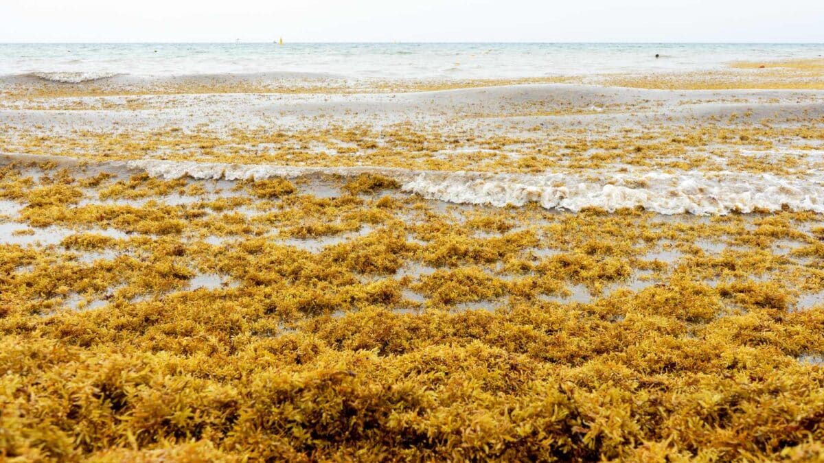 Pelagic-sargassum-1-1200x675 Atlantic seaweed bloom linked to pollution reaches record levels