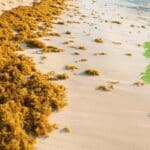 pelagic sargassum