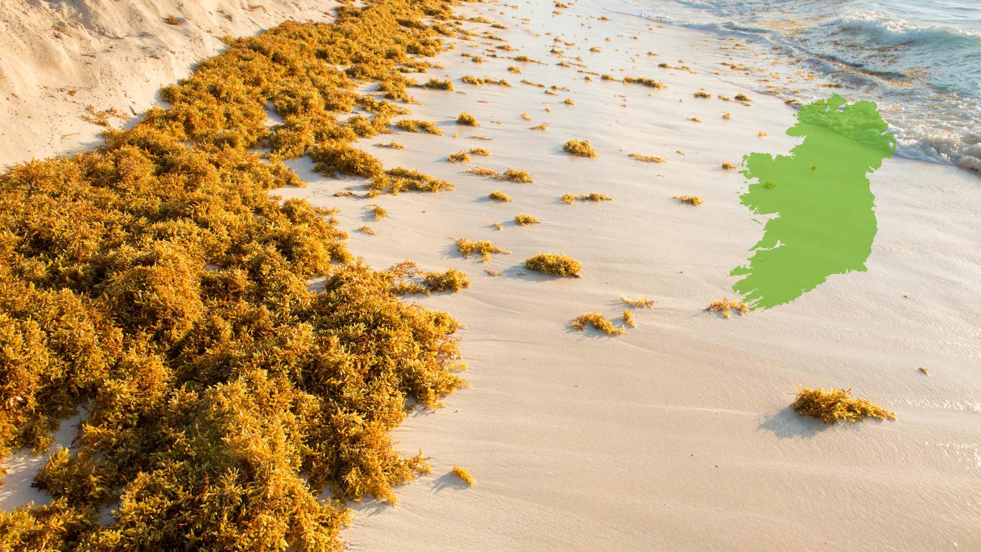 pelagic sargassum