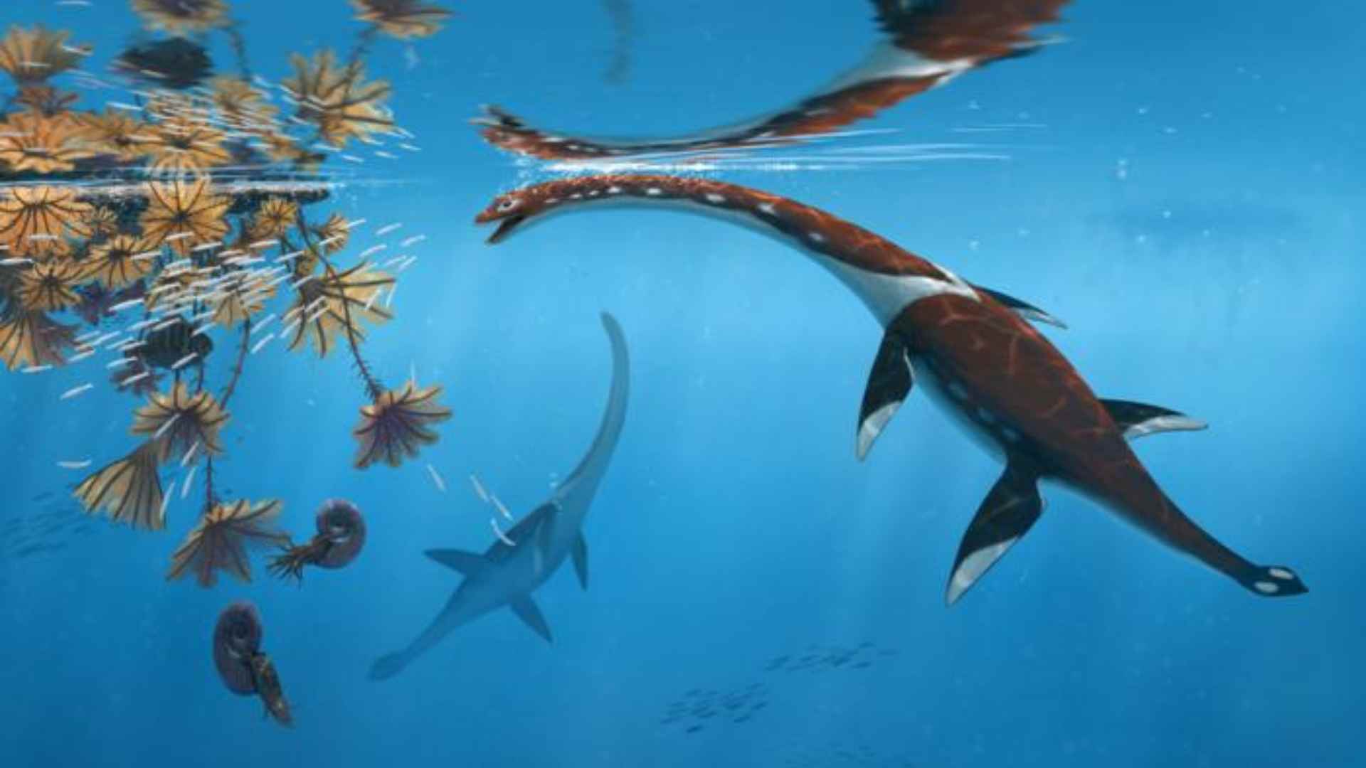 Plesionectes longicollum life reconstruction by Peter Nickolaus