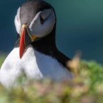 Puffin on the Saltee Islands
