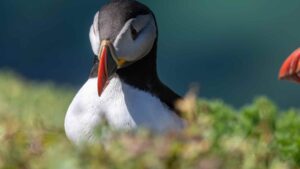 Puffin on the Saltee Islands