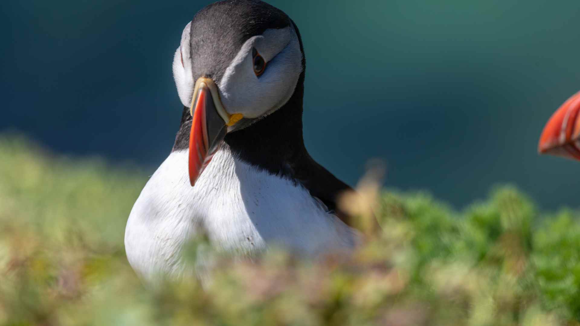 Puffin on the Saltee Islands