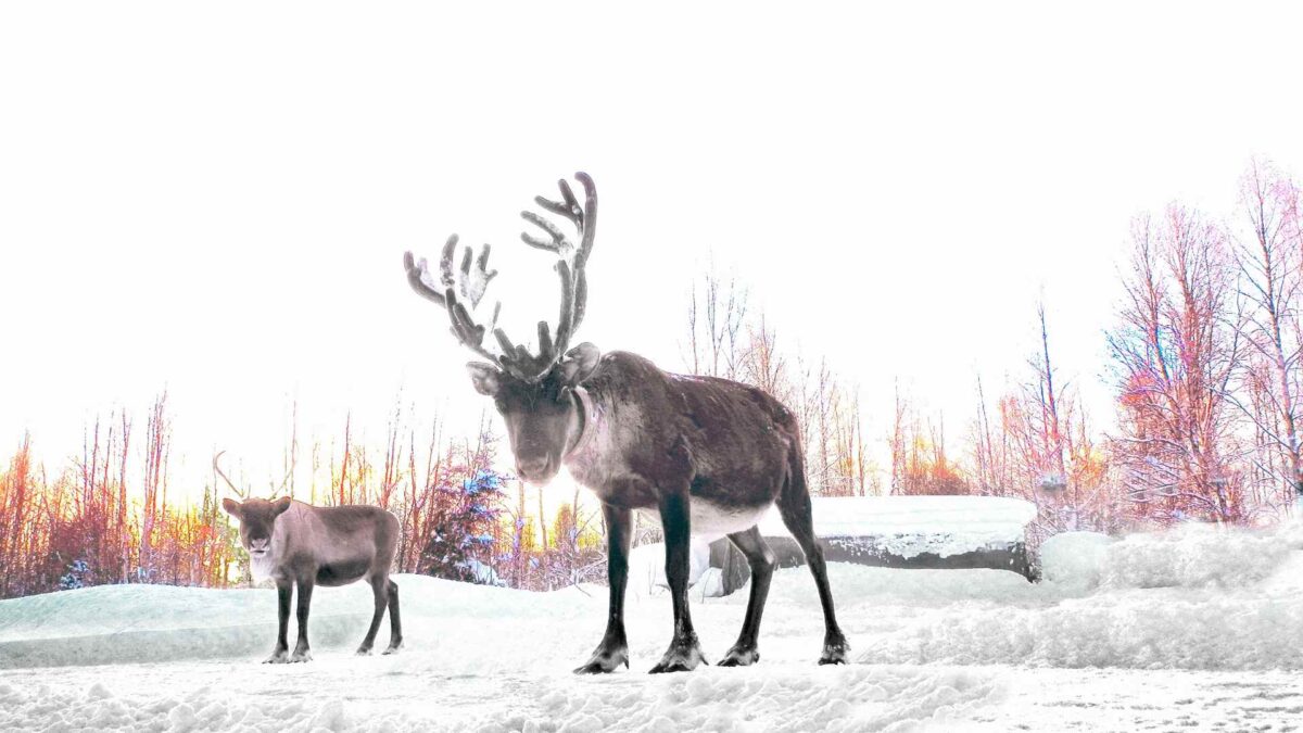 Reindeer-1200x675 Reindeer numbers face steep global decline