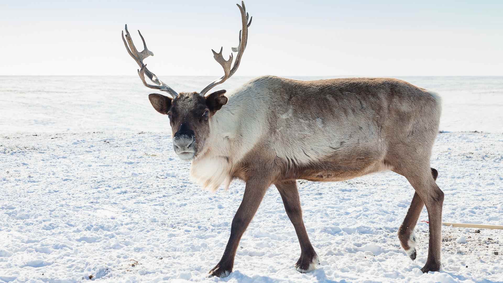 Reindeer in winter tundra