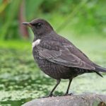 Ring Ouzel