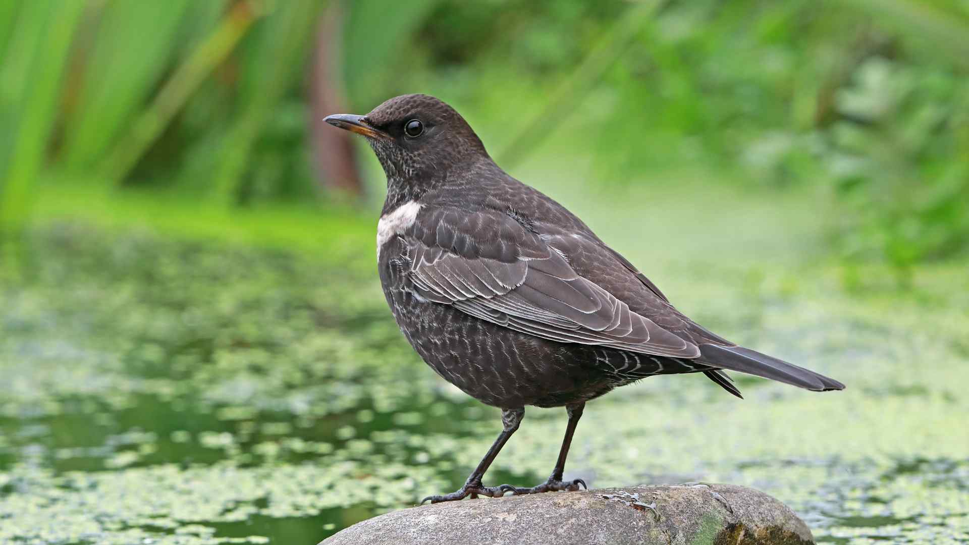 Ring Ouzel