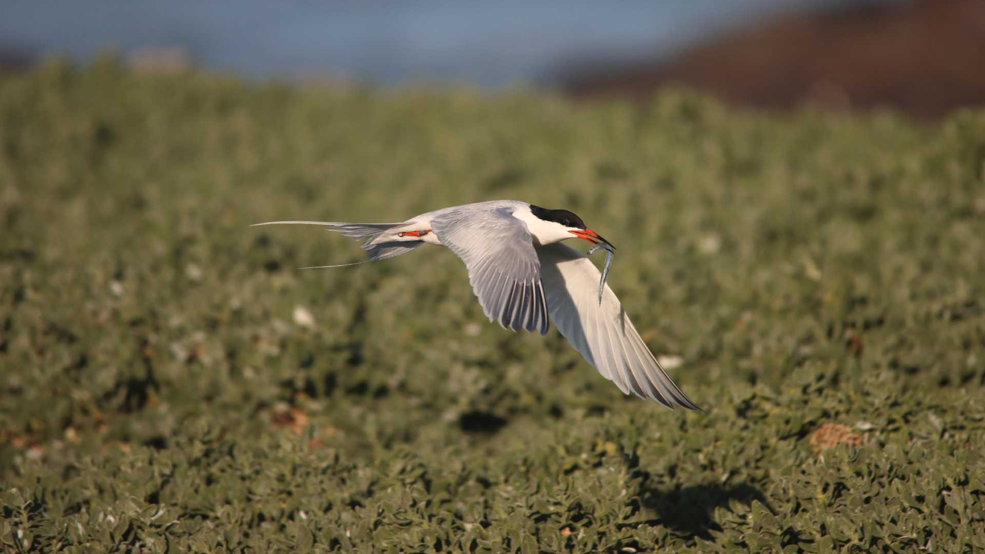 Roseate Tern
