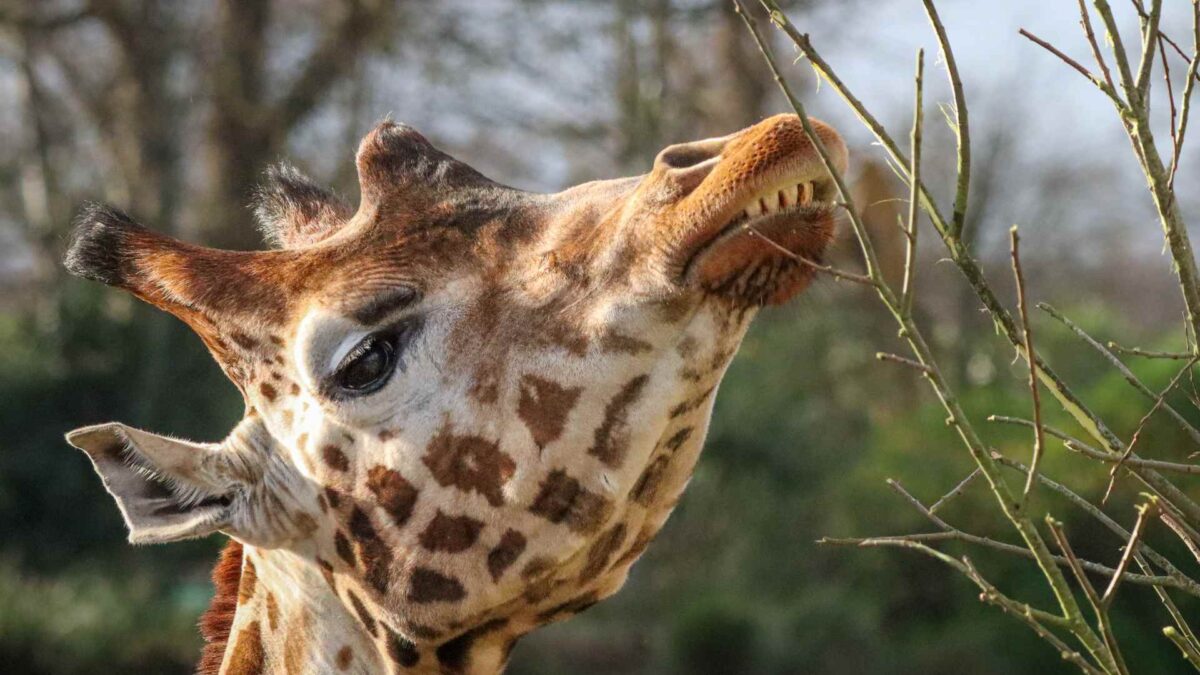 Rothschild-Giraffe-at-Dublin-Zoo-1200x675 Dublin Zoo invites visitors to become wildlife detectives