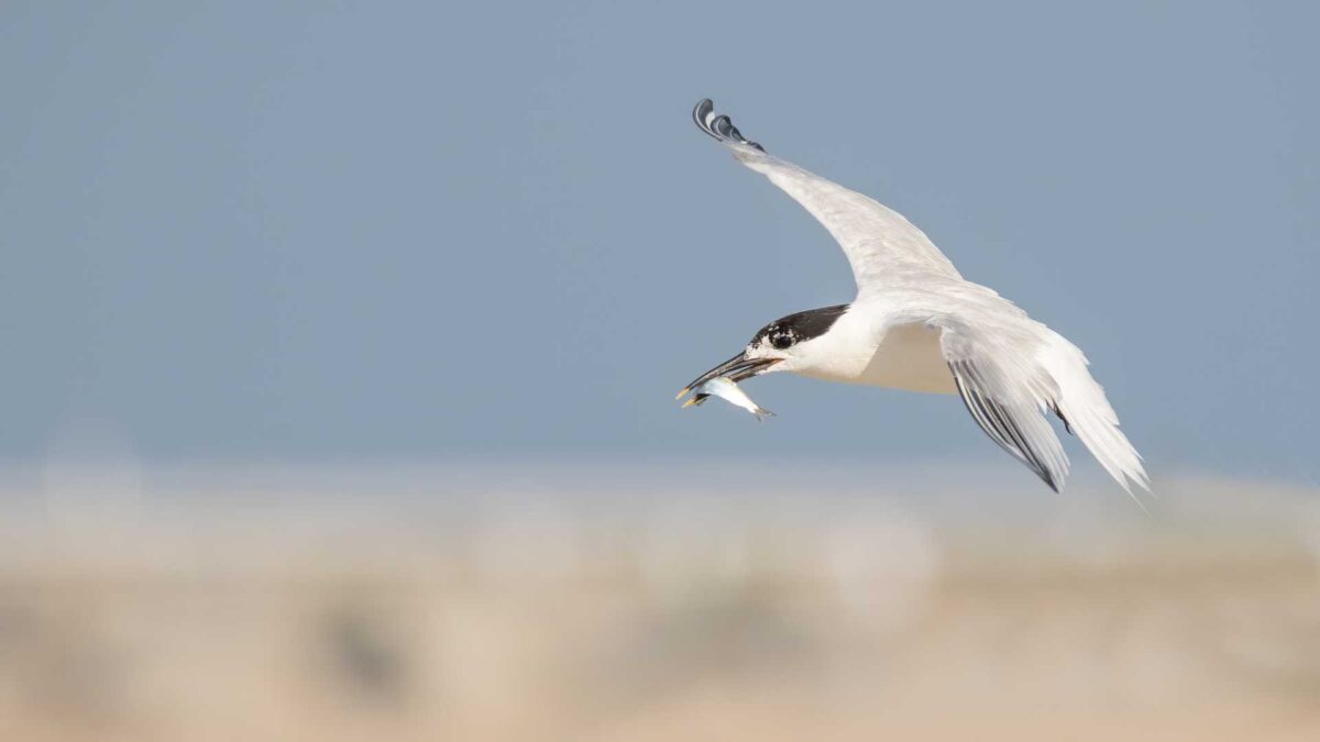 Sandwich-Tern-1200x675 Wexford’s Lady’s Island Lake sets record for tern breeding