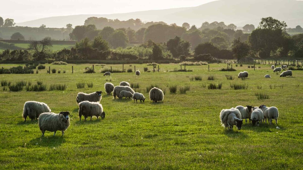 Sheep-field-1200x675 Conditions for Drying Improve as Week Progresses