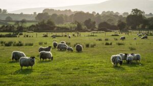 Sheep field