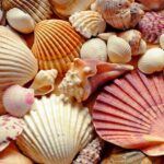 Shells