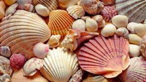 Shells