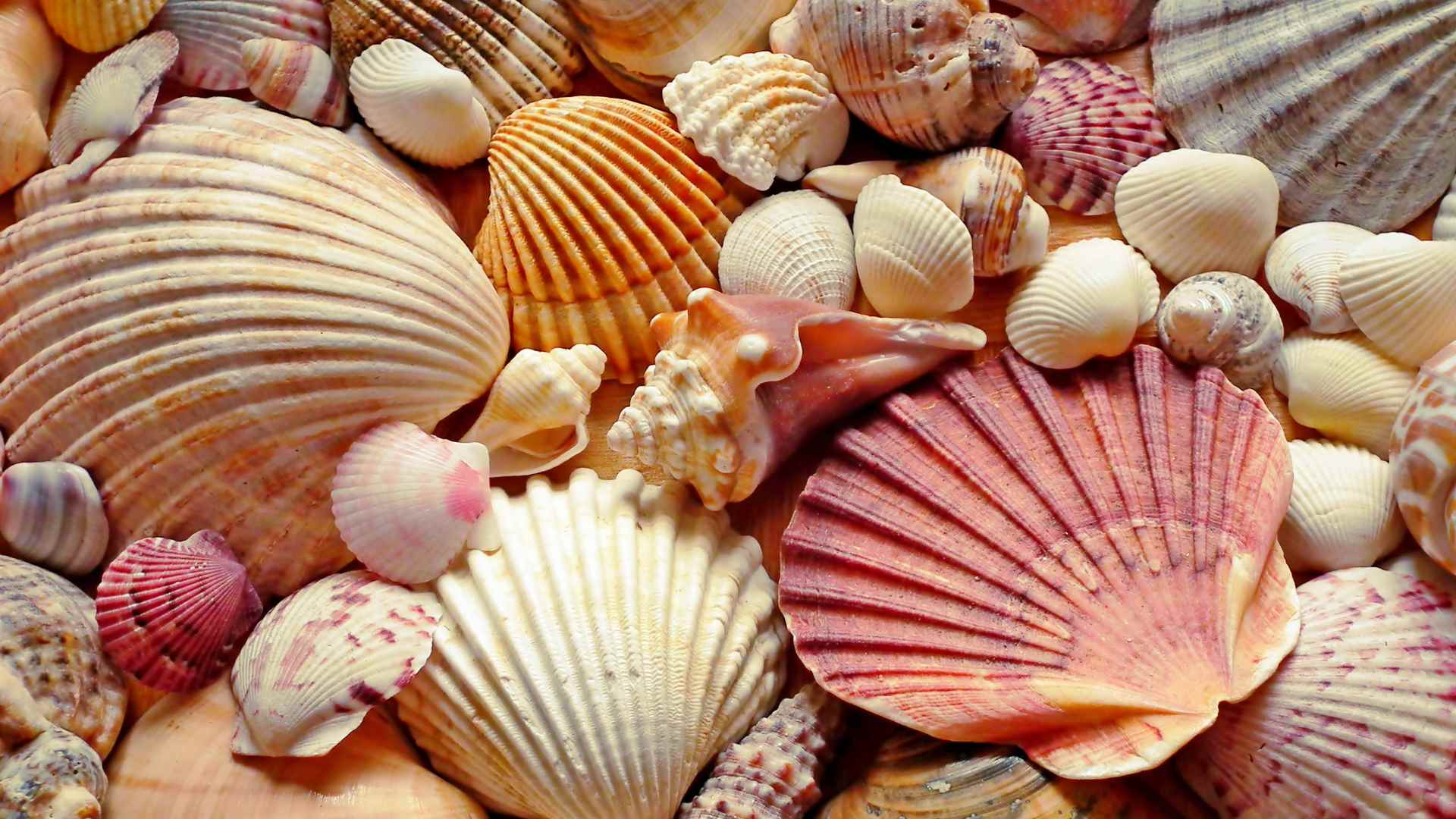 Shells