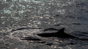 Sowerby's beaked whale