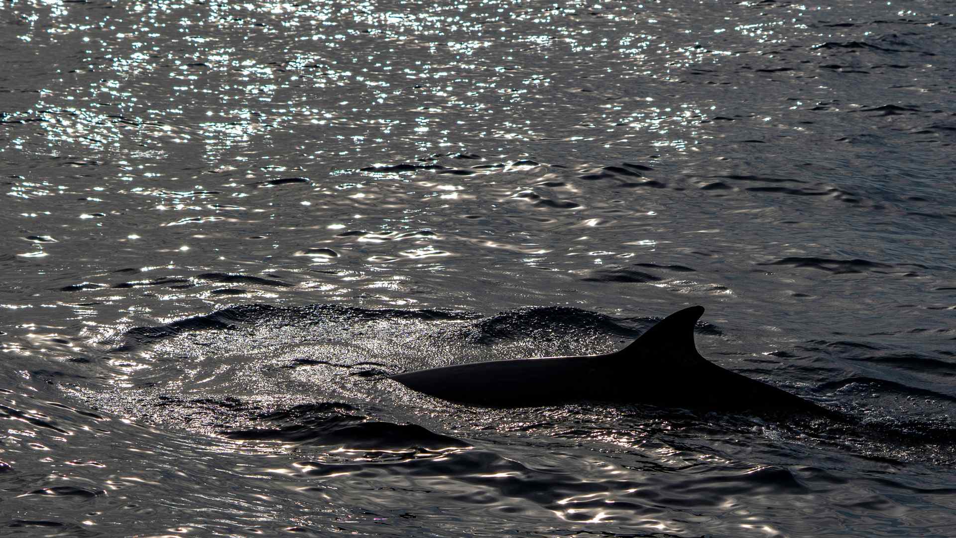 Sowerby's beaked whale