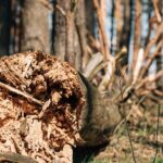 Storm damage