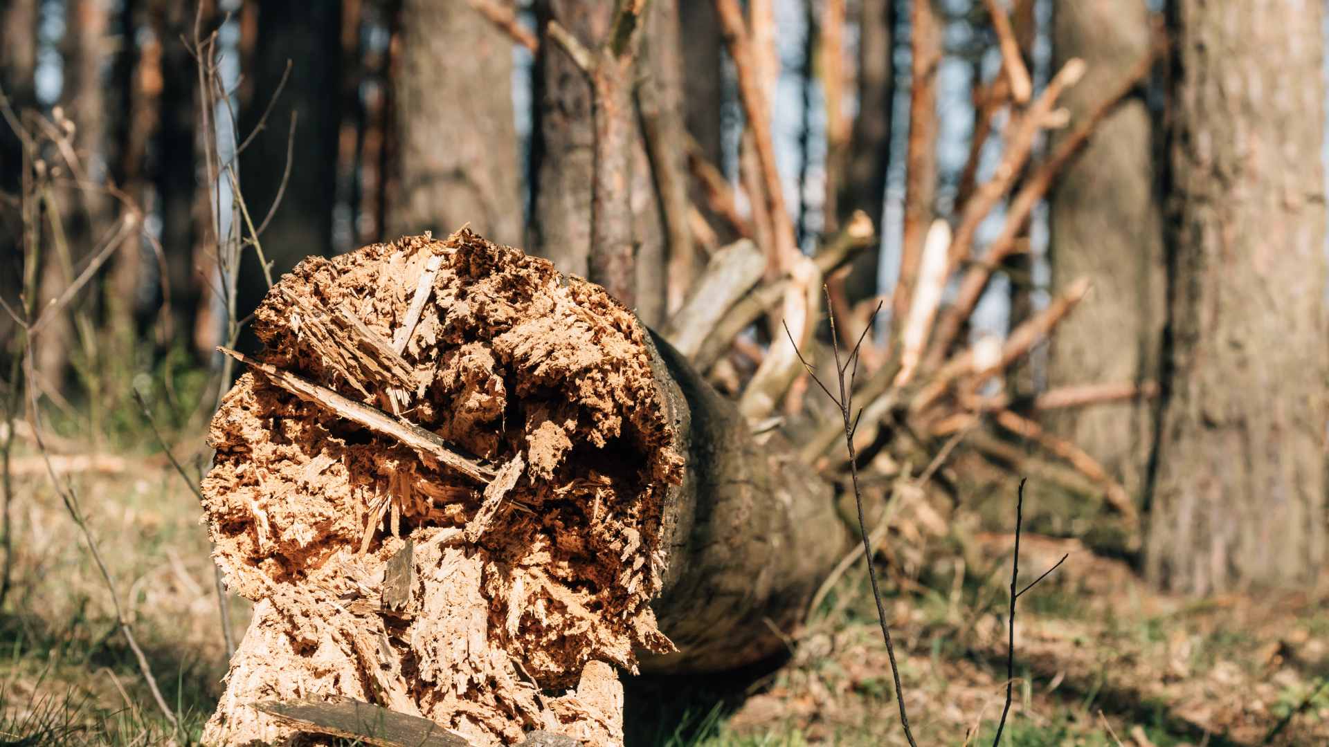 Storm damage