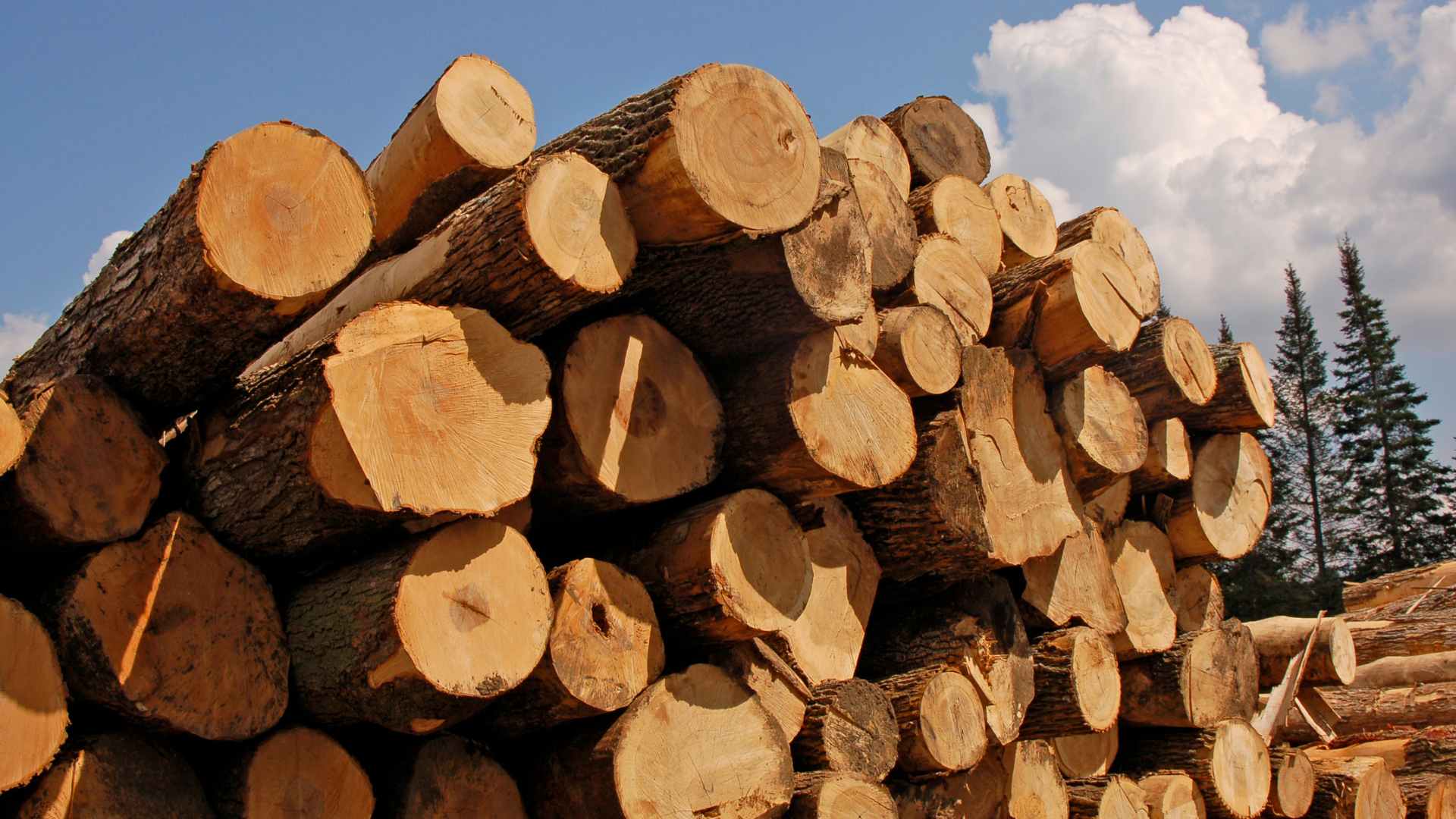 Timber