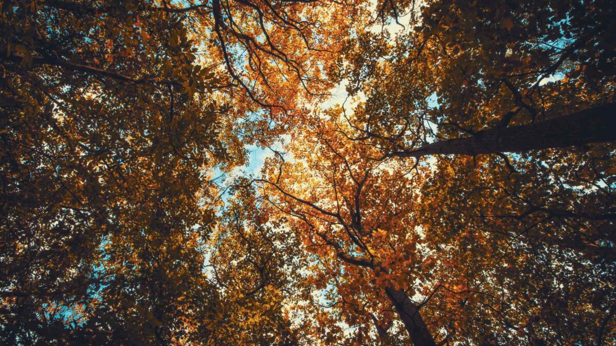 Trees-in-autumn-1200x675 Dry Spell Brings Early Autumn Colours to Irish Trees