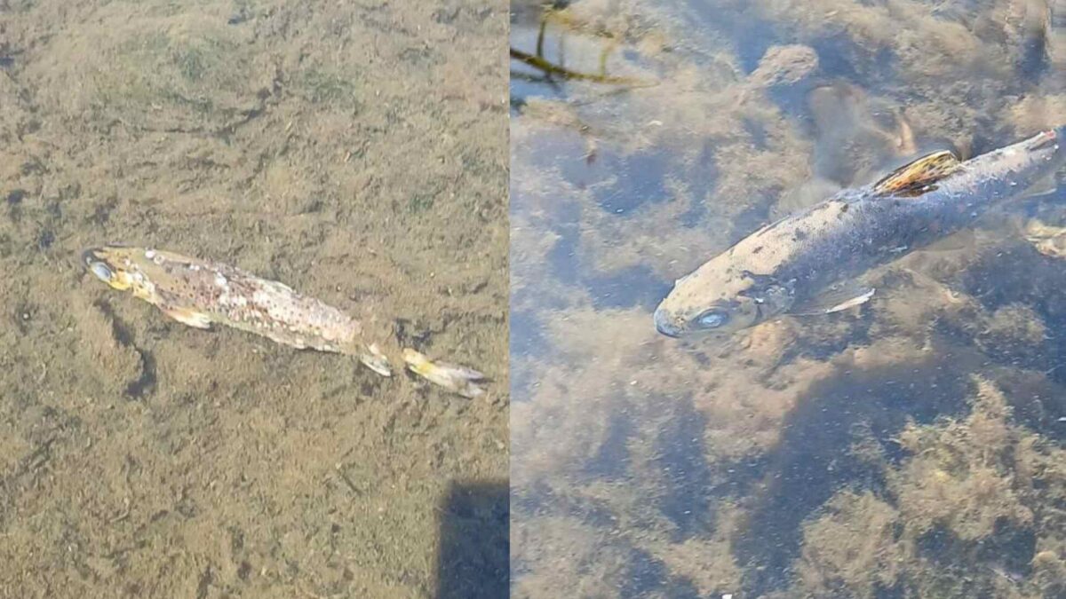Trout-1200x675 Suspected Fungus Kills 1,000 Trout in Blackwater
