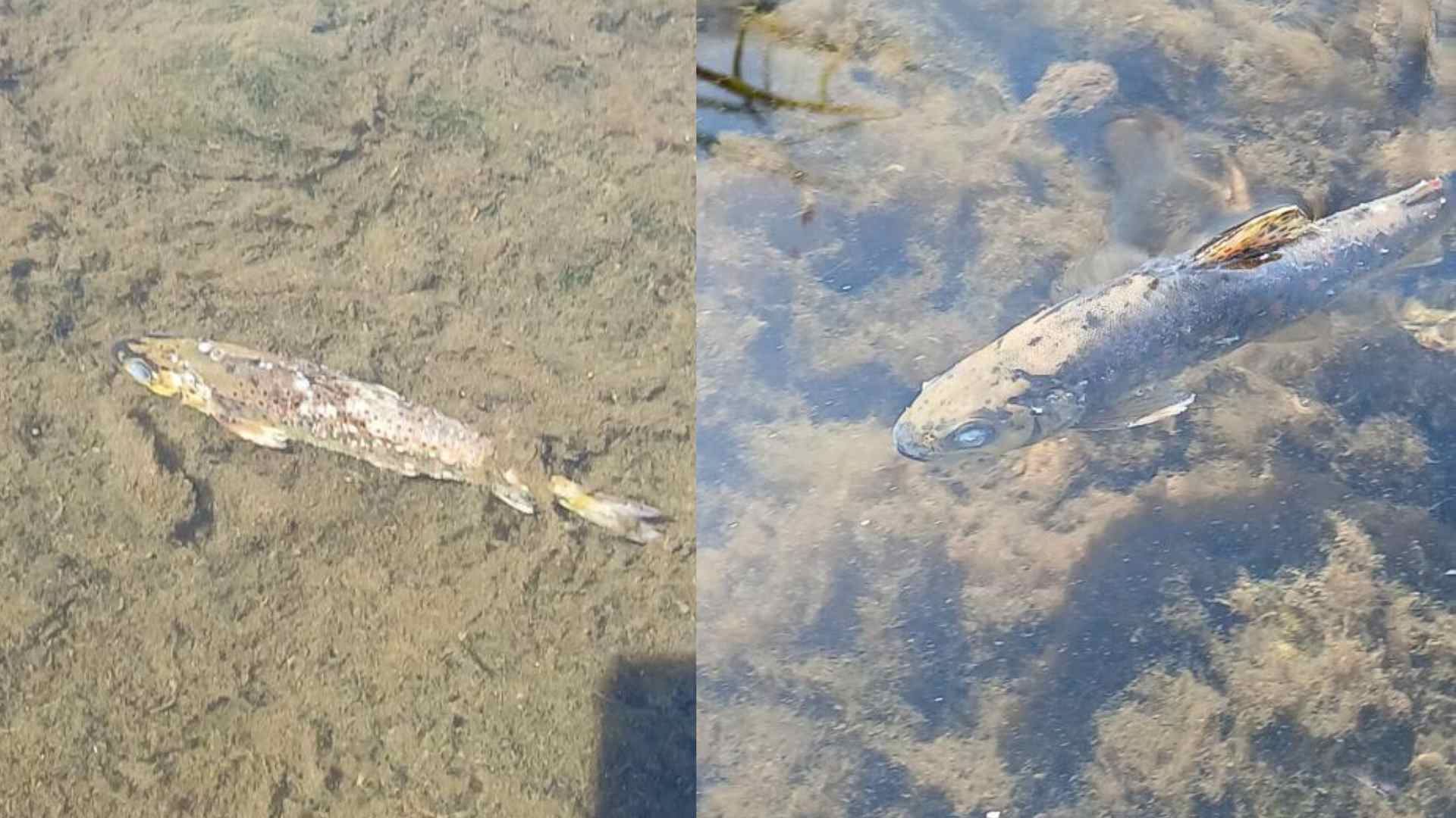 Affected fish at the scene of the incident in Co Cork