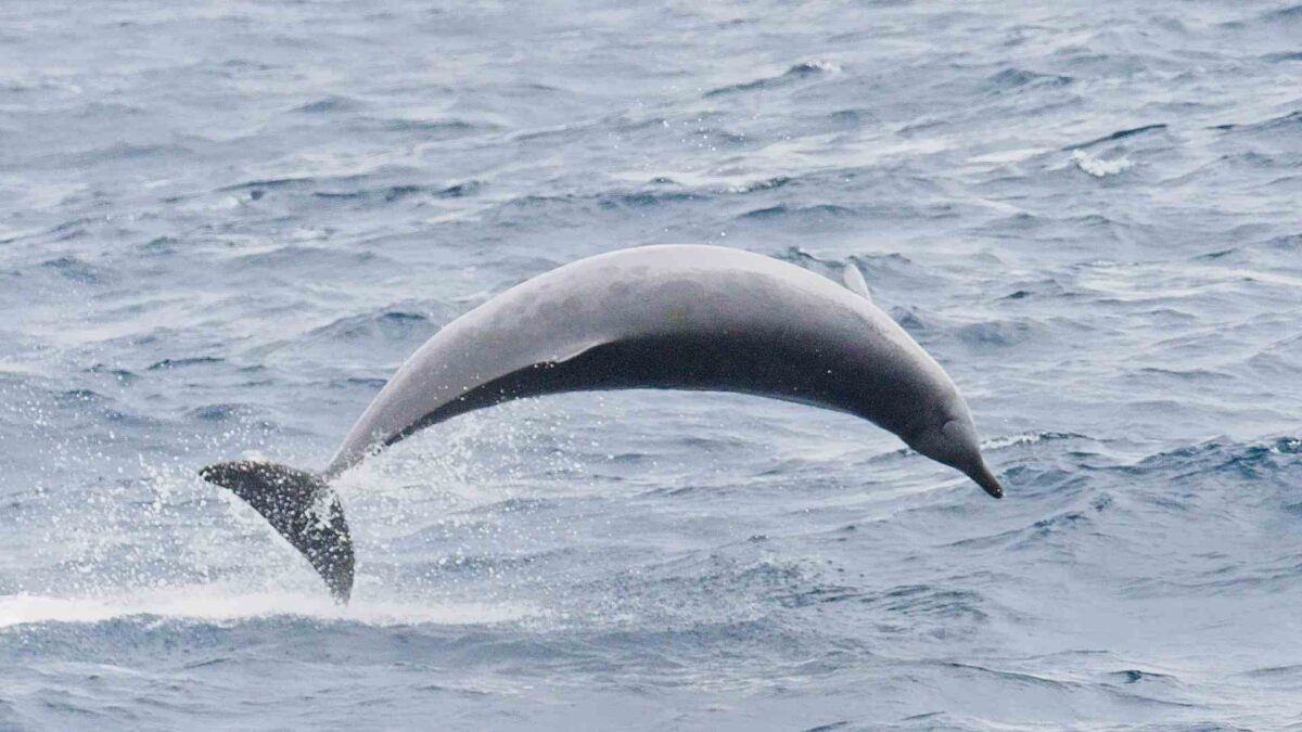 Trues-beaked-whale-1200x675 True’s Beaked Whale Strands and Dies on Mayo Beach