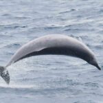 True’s beaked whale