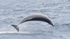 True’s beaked whale