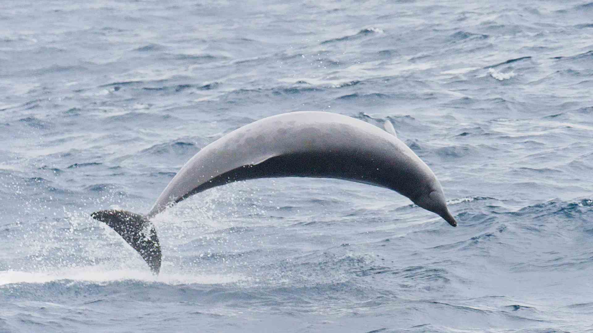 True’s beaked whale