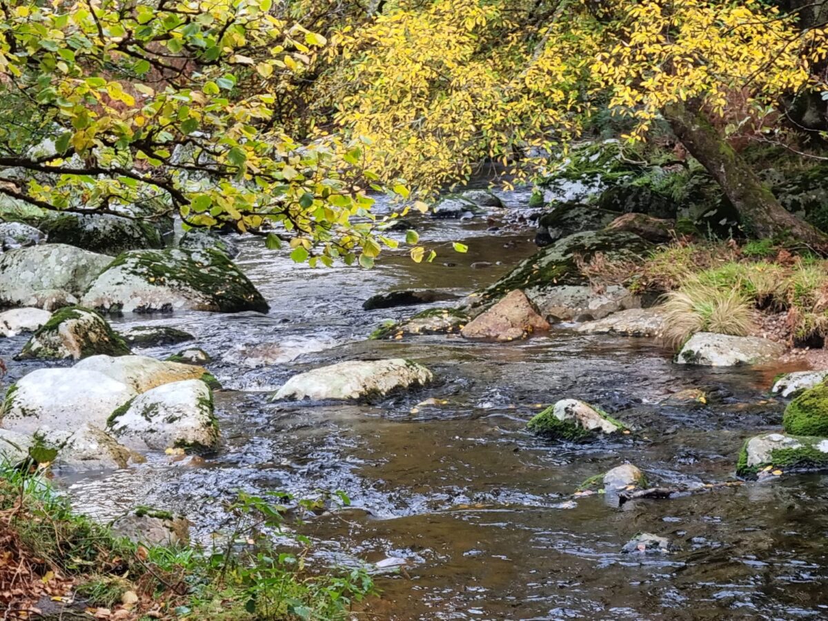 Untitled-1200x900 Dry Spell Brings Early Autumn Colours to Irish Trees