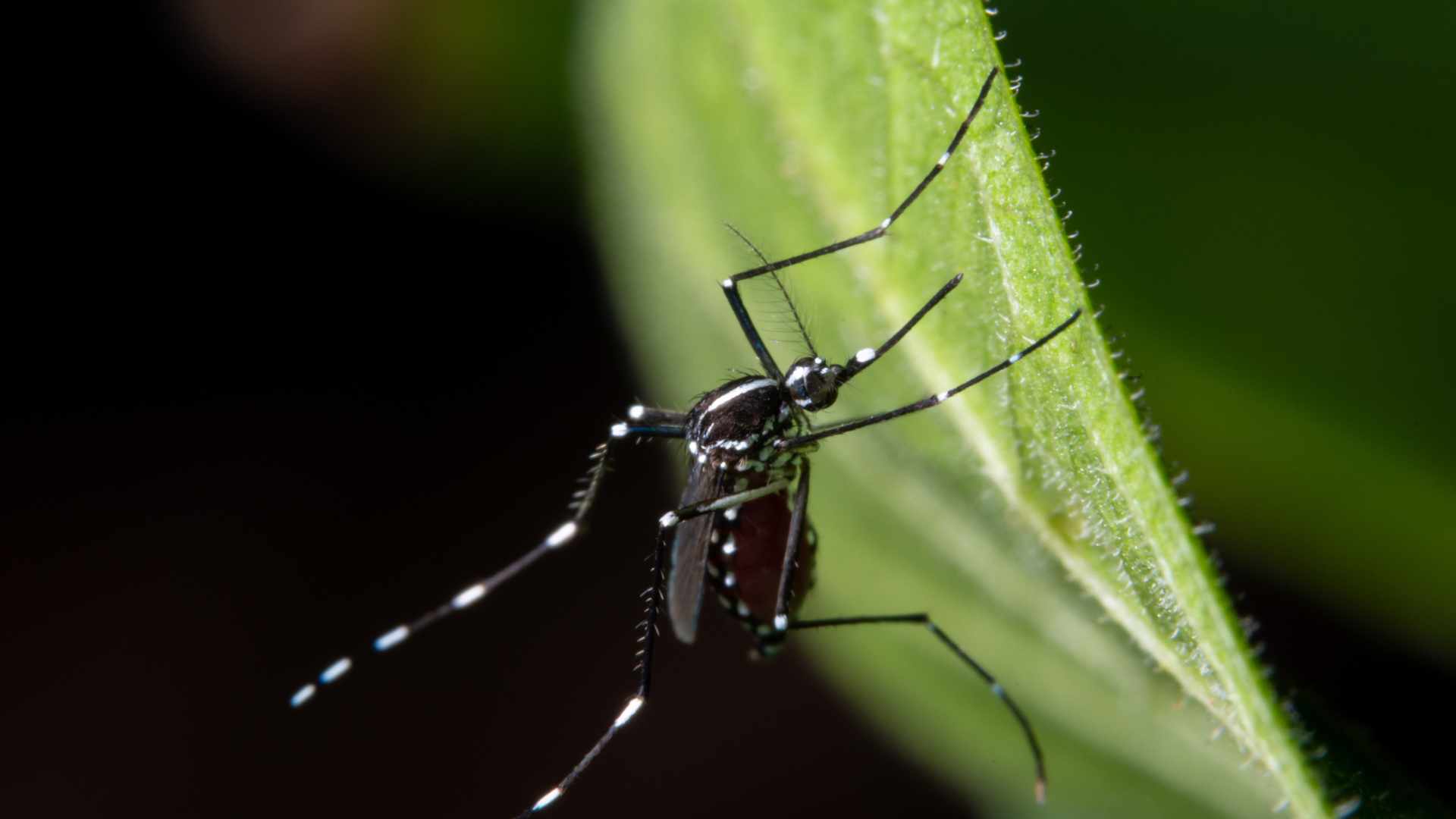 West Nile virus