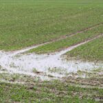 Soils Wet but Drying in Many Areas 11 Wet field