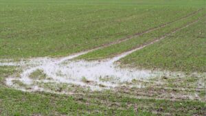 Wet field