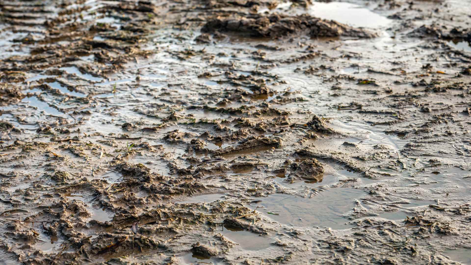 Wet soil