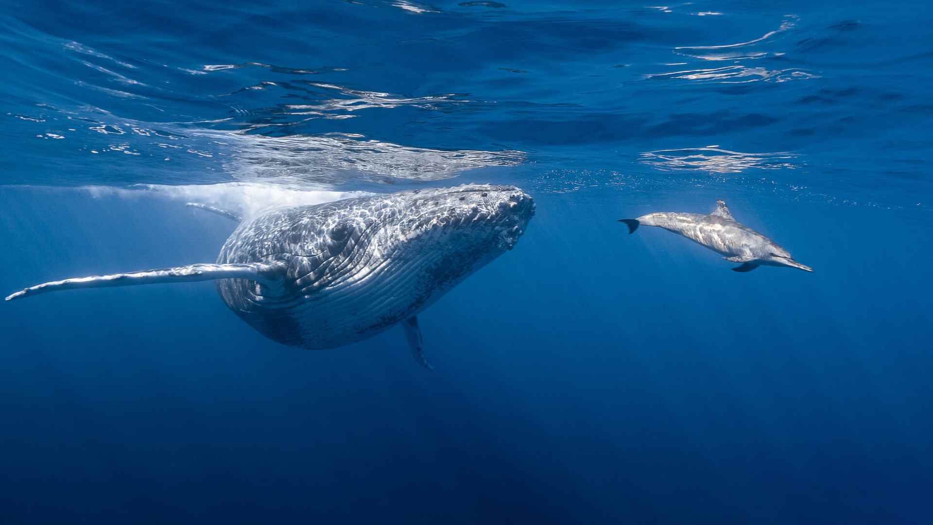 Whale and Dolphin