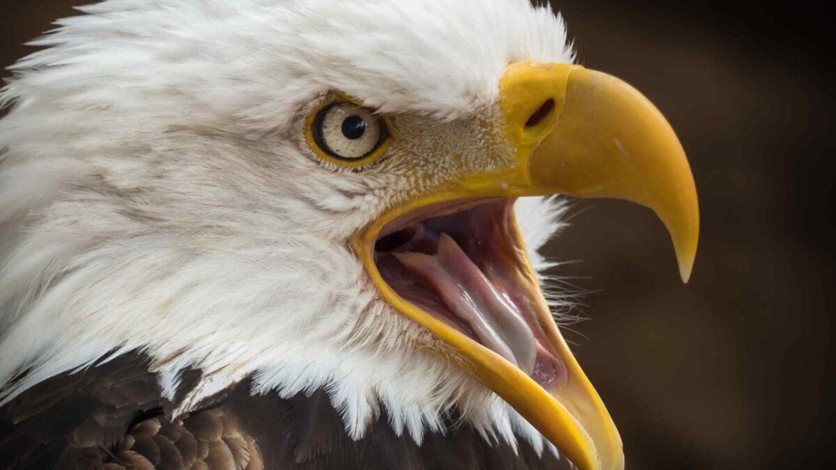 White-tailed-eagle-1-1200x675 Ireland’s Eagle Comeback: Latest Batch of Chicks Set Free
