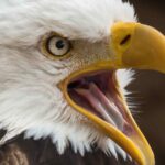 White tailed eagle