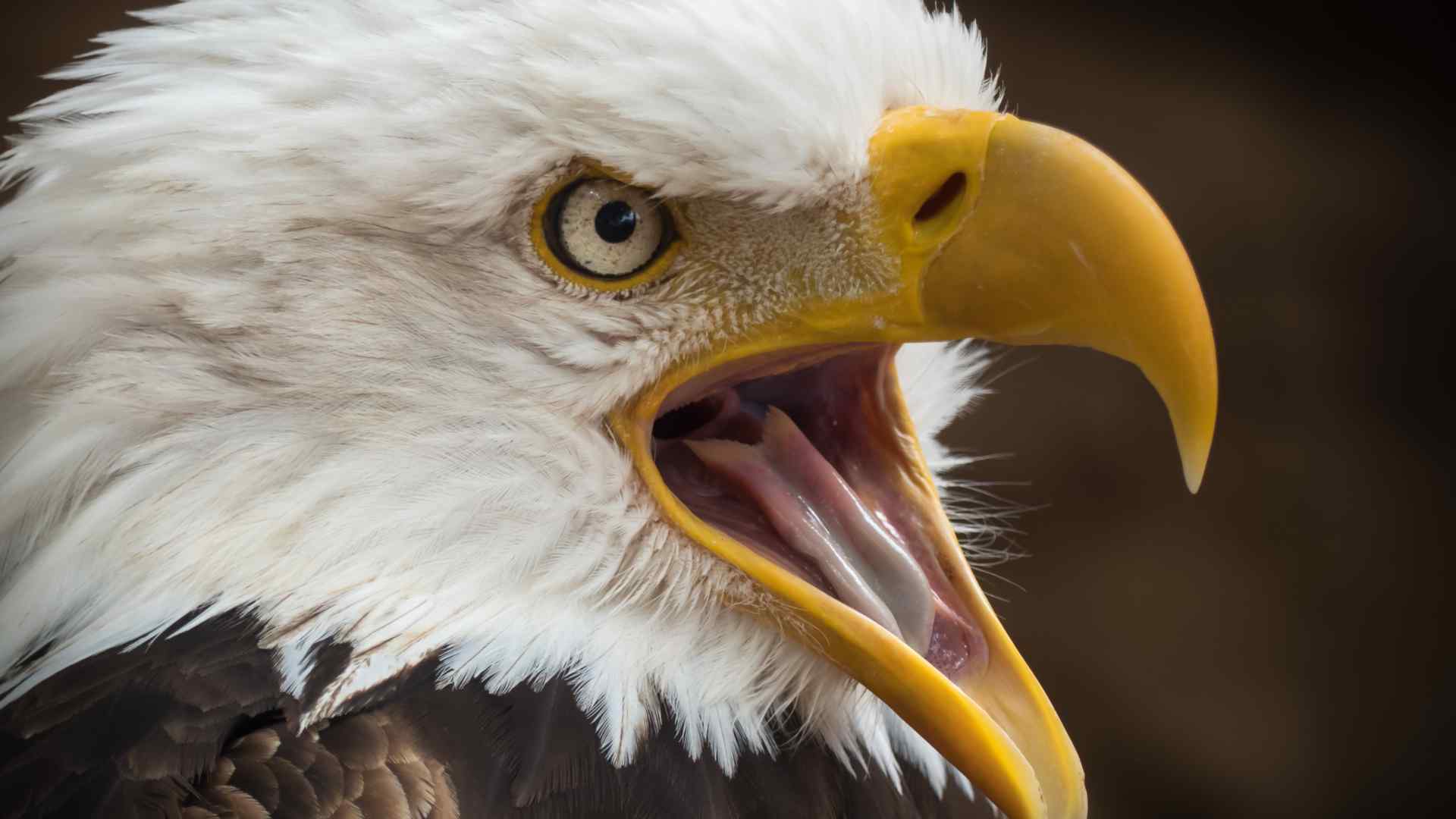 White tailed eagle