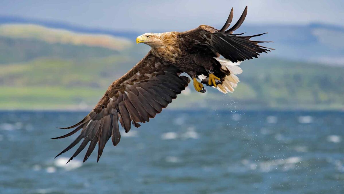 White-tailed-eagle-1200x675 Ireland’s Eagle Comeback: Latest Batch of Chicks Set Free