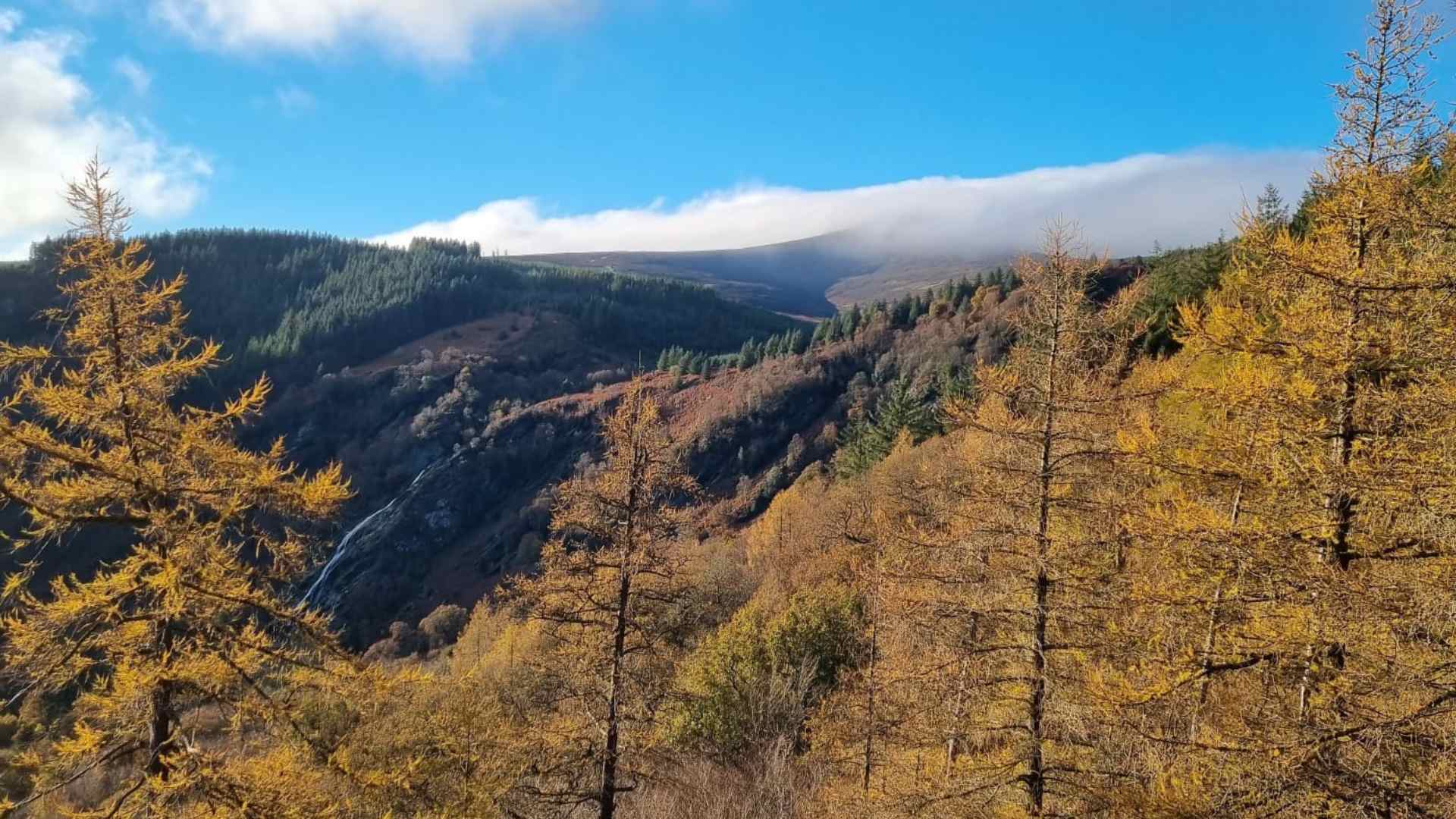 A scene from the Wicklow Mountains this week.