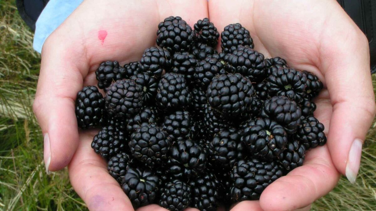 blackberries-1-1200x675 Blackberries Ripening Across Ireland