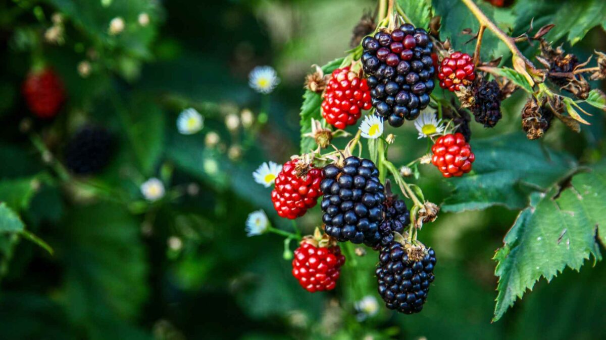 blackberries-1200x675 Meteorological Autumn Begins in Ireland on Monday