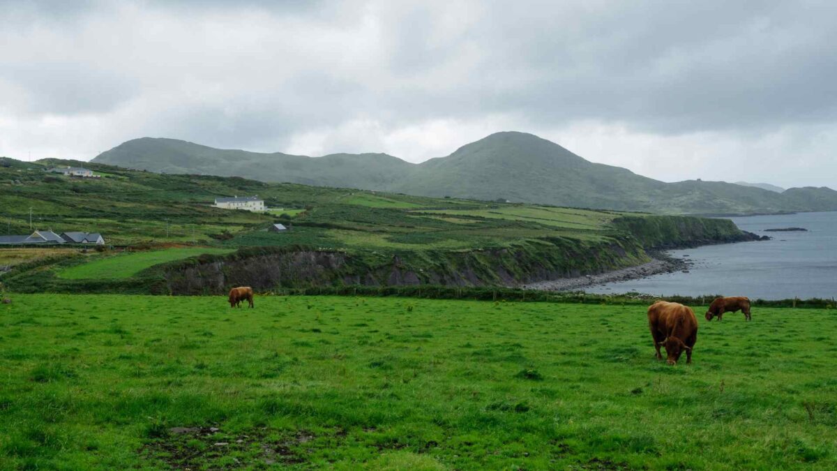 irish-field-1200x675 Study Shows Limestone Locks Carbon, Boosts Yields