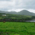 irish field