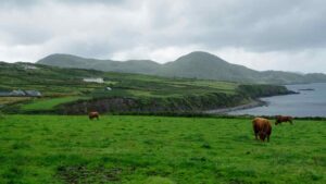 irish field