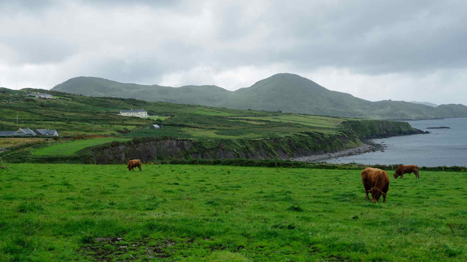 irish field